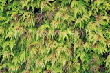 SRI LANKA, Kandy, Peradeniya Botanical Gardens, fern garden, ferns, SLK4859JPL
