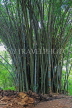 SRI LANKA, Kandy, Peradeniya Botanical Gardens, giant Bamboo trees, SLK4862JPL