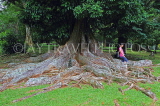 SRI LANKA, Kandy, Peradeniya Botanical Gardens, giant tree and roots, SLK4889JPL