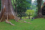SRI LANKA, Kandy, Peradeniya Botanical Gardens, giant trees, SLK4891JPL