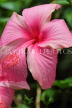 SRI LANKA, Kandy, Peradeniya Botanical Gardens, pink Hibiscus flower, SLK4269JPL