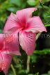 SRI LANKA, Kandy, Peradeniya Botanical Gardens, pink Hibiscus flower, SLK4270JPL