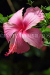 SRI LANKA, Kandy, Peradeniya Botanical Gardens, pink Hibiscus flower, SLK4271JPL