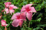 SRI LANKA, Kandy, Peradeniya Botanical Gardens, pink Hibiscus flowers, SLK42667JPL
