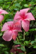 SRI LANKA, Kandy, Peradeniya Botanical Gardens, pink Hibiscus flowers, SLK4268JPL