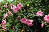 SRI LANKA, Kandy, Peradeniya Botanical Gardens, pink Hibiscus flowers, SLK4272JPL