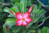 SRI LANKA, Kandy, Plumeria (Frangipani) flower, SLK5902JPL
