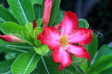 SRI LANKA, Kandy, Plumeria (Frangipani) flower, SLK5903JPL