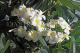 SRI LANKA, Kandy, Plumeria (Frangipani) flowers, SLK5900JPL