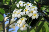 SRI LANKA, Kandy, Plumeria (Frangipani) flowers, SLK5901JPL