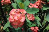 SRI LANKA, Kandy, Raja Wasala Park (Wace Park), flowers, SLK3750JPL