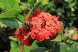 SRI LANKA, Kandy, Raja Wasala Park (Wace Park), flowers, SLK3752JPL