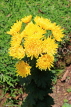 SRI LANKA, Kandy, Raja Wasala Park (Wace Park), flowers, SLK3753JPL
