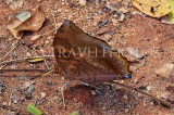 SRI LANKA, Kandy, Tawny Rajah butterfly, SLK5860JPL