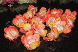 SRI LANKA, Kandy, Temple of the Tooth (Dalada Maligawa), Cannonball flowers (Sal), SLK3095JPL