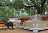 SRI LANKA, Kandy, Temple of the Tooth (Dalada Maligawa), Sri Natha Devalaya, Bo tree, elephant, SLK3379JPL