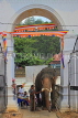 SRI LANKA, Kandy, Temple of the Tooth (Dalada Maligawa), Sri Natha Devalaya, elephant entering, SLK3497JPL