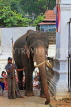 SRI LANKA, Kandy, Temple of the Tooth (Dalada Maligawa), Sri Natha Devalaya, elephant entering, SLK3498JPL