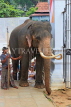 SRI LANKA, Kandy, Temple of the Tooth (Dalada Maligawa), Sri Natha Devalaya, elephant entering, SLK3499JPL