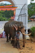 SRI LANKA, Kandy, Temple of the Tooth (Dalada Maligawa), Sri Natha Devalaya, elephant entering, SLK3500JPL