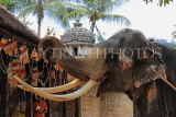 SRI LANKA, Kandy, Temple of the Tooth (Dalada Maligawa), Sri Natha Devalaya (temple), elephant, SLK3490JPL