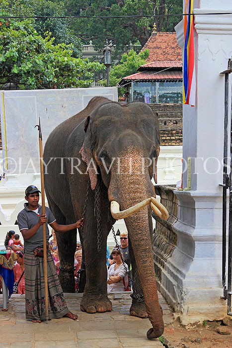 SRI LANKA, Kandy, Temple of the Tooth (Dalada Maligawa), Sri Natha Devalaya (temple), elephant entering, SLK3498JPL