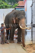 SRI LANKA, Kandy, Temple of the Tooth (Dalada Maligawa), Sri Natha Devalaya (temple), elephant entering, SLK3499JPL