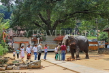 SRI LANKA, Kandy, Temple of the Tooth (Dalada Maligawa), Sri Natha Devalaya, visitors, elephant, SLK3491JPL