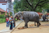 SRI LANKA, Kandy, Temple of the Tooth (Dalada Maligawa), Sri Natha Devalaya, visitors, elephant, SLK3493JPL