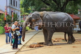 SRI LANKA, Kandy, Temple of the Tooth (Dalada Maligawa), Sri Natha Devalaya, visitors, elephant, SLK3494JPL