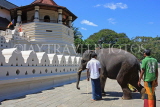 SRI LANKA, Kandy, Temple of the Tooth (Dalada Maligawa), and elephant, SLK2905JPL