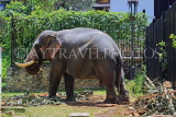 SRI LANKA, Kandy, Temple of the Tooth (Dalada Maligawa), elephant at temple grounds, SLK3307JPL