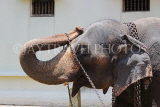SRI LANKA, Kandy, Temple of the Tooth (Dalada Maligawa), elephant at temple grounds, SLK3316JPL