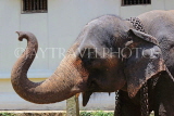 SRI LANKA, Kandy, Temple of the Tooth (Dalada Maligawa), elephant at temple grounds, SLK3317JPL