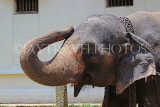 SRI LANKA, Kandy, Temple of the Tooth (Dalada Maligawa), elephant at temple grounds, SLK3318JPL