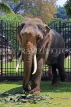 SRI LANKA, Kandy, Temple of the Tooth (Dalada Maligawa), elephant at temple grounds, SLK3329JPL