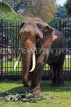SRI LANKA, Kandy, Temple of the Tooth (Dalada Maligawa), elephant at temple grounds, SLK3330JPL