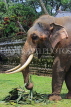 SRI LANKA, Kandy, Temple of the Tooth (Dalada Maligawa), elephant at temple grounds, SLK3331JPL