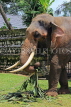 SRI LANKA, Kandy, Temple of the Tooth (Dalada Maligawa), elephant at temple grounds, SLK3332JPL