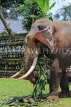 SRI LANKA, Kandy, Temple of the Tooth (Dalada Maligawa), elephant at temple grounds, SLK3333JPL