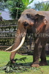 SRI LANKA, Kandy, Temple of the Tooth (Dalada Maligawa), elephant at temple grounds, SLK3334JPL