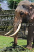 SRI LANKA, Kandy, Temple of the Tooth (Dalada Maligawa), elephant at temple grounds, SLK3335JPL