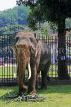 SRI LANKA, Kandy, Temple of the Tooth (Dalada Maligawa), elephant at temple grounds, SLK3350JPL