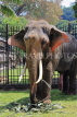 SRI LANKA, Kandy, Temple of the Tooth (Dalada Maligawa), elephant at temple grounds, SLK3351JPL