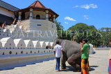 SRI LANKA, Kandy, Temple of the Tooth (Dalada Maligawa), elephant trained to kneel at temple, SLK2904JPL