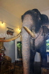 SRI LANKA, Kandy, Temple of the Tooth (Dalada Maligawa), famous Raja elephant (stuffed), SLK3321JPL