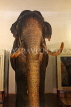 SRI LANKA, Kandy, Temple of the Tooth (Dalada Maligawa), famous Raja elephant (stuffed remains), SLK2895JPL