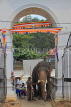 SRI LANKA, Kandy, Temple of the Tooth, Sri Natha Devalaya (temple), elephant entering, SLK3497JPL