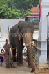 SRI LANKA, Kandy, Temple of the Tooth, Sri Natha Devalaya (temple), elephant entering, SLK3498JPL