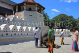 SRI LANKA, Kandy, Temple of the Tooth, and elephant trained to kneel before temple, SLK2903JPL